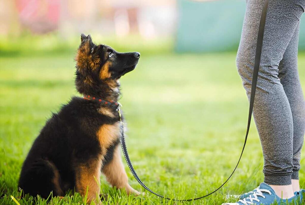 A German Shepherd puppy sits on the grass while a woman holds its leash, emphasizing early training for future behavior.