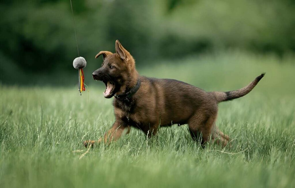 A German Shepherd puppy joyfully playing with a toy in a lush green grass field, showcasing its playful nature.