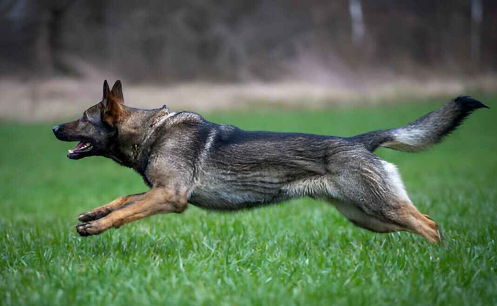 A German Shepherd dog energetically running through a lush green field of grass.