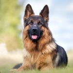 German Shepherd dog info: What Vets Won’t Tell You About This Loyal Breed