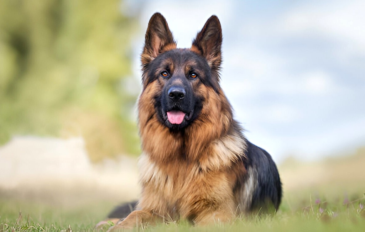 German Shepherd Facts