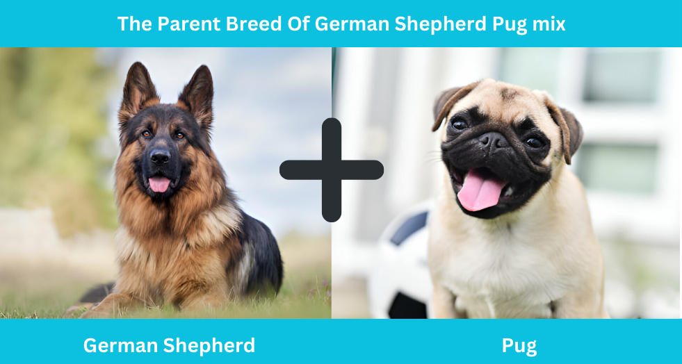 The Parent Breed Of German Shepherd Pug mix