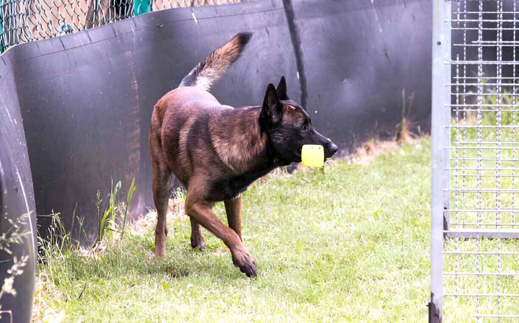 A sable German shepherd joyfully plays with a ball in a fenced area, showcasing its energetic and playful nature.