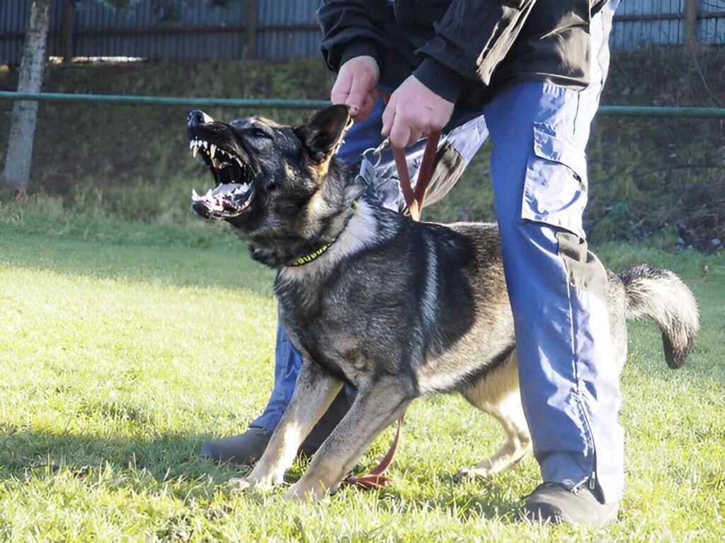 A man holds a German Shepherd puppy on a leash, emphasizing the importance of early training for a well-behaved dog.