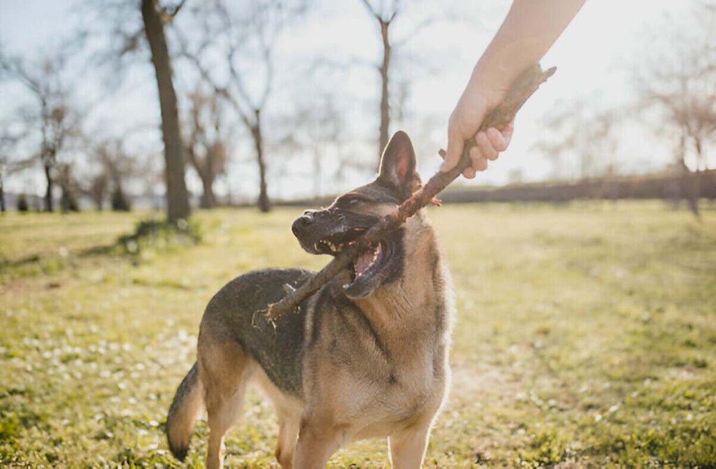 A person holds a stick while a German Shepherd dog attentively observes, showcasing the dog's keen communication through ear positions.