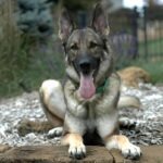 Why Sable German Shepherds Are More Special Than You Think