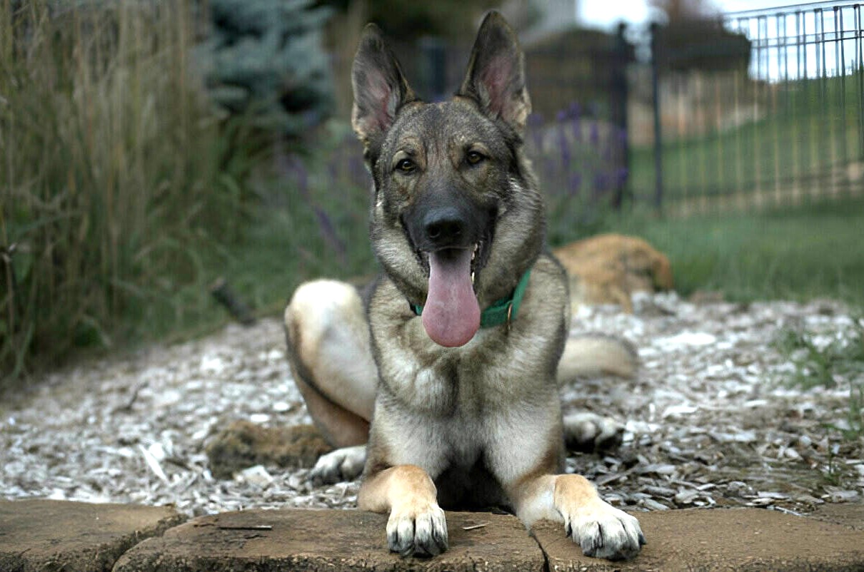 Sable German Shepherds