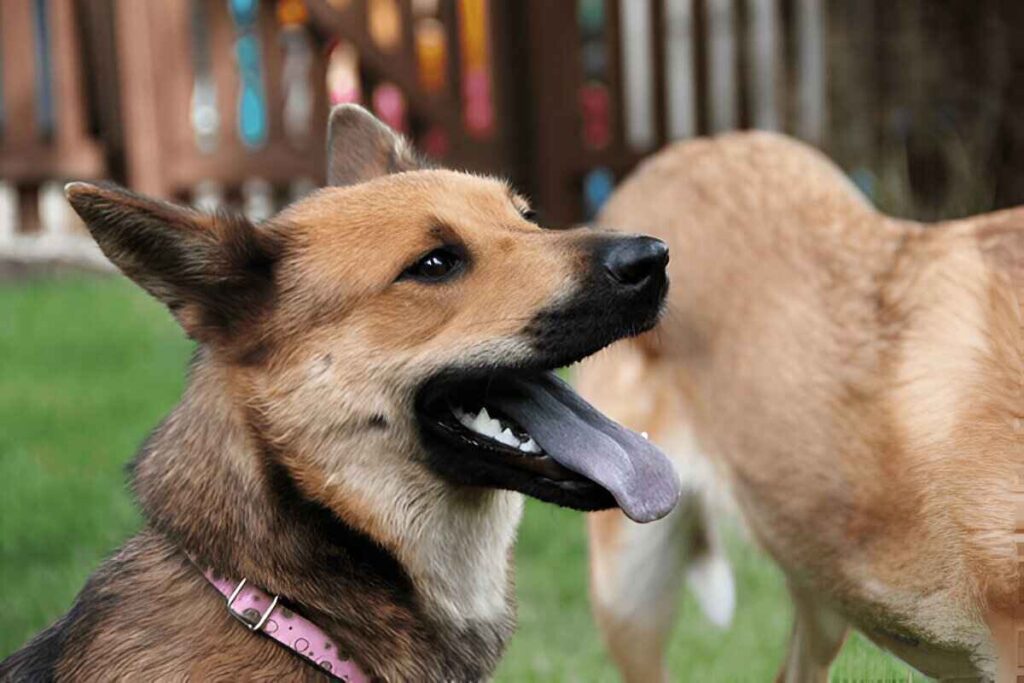 Shepherd Shiba Mix Unique picture