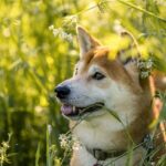 Shiba Inu German Shepherd Mix: Essential Facts Before You Adopt