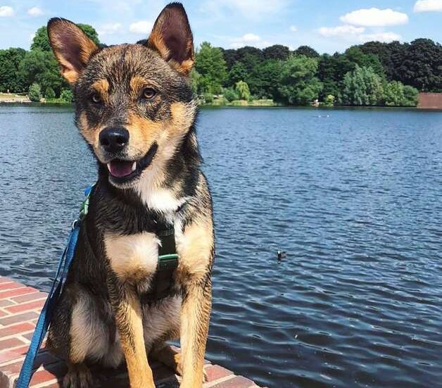 Shiba Inu German Shepherd Mix Cute picture