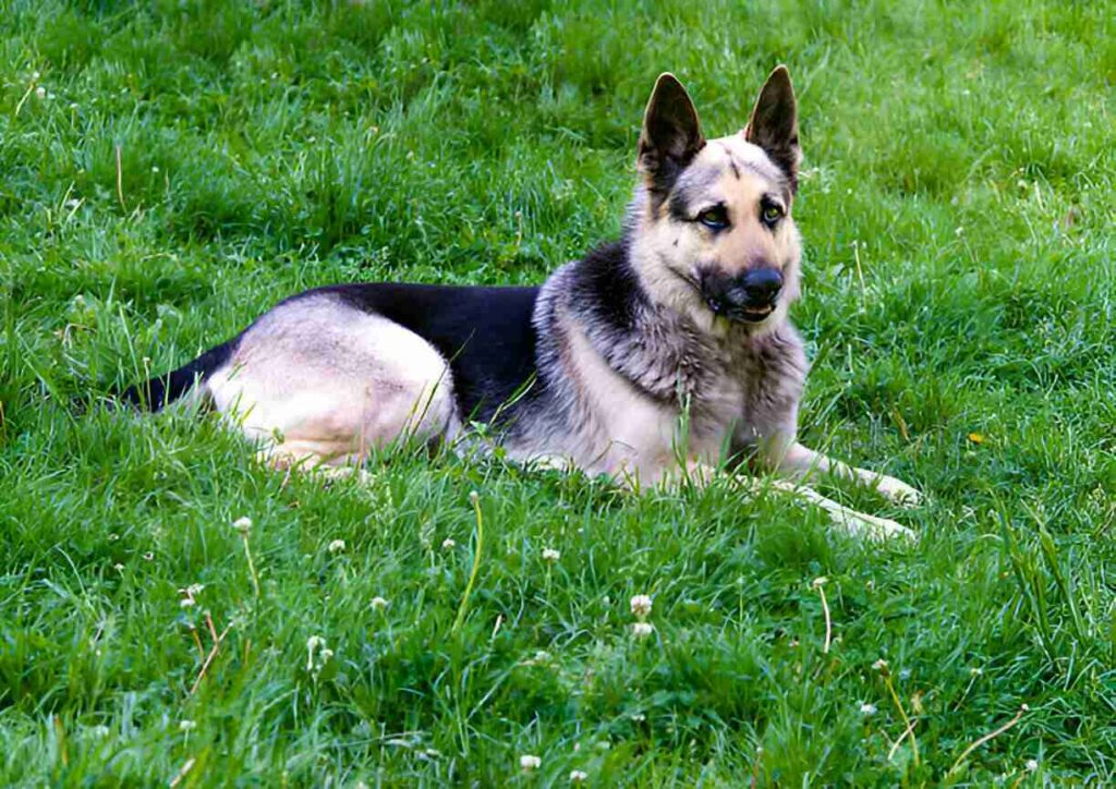 Silver Sable GSD Genetics