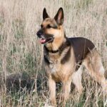 Silver Sable German Shepherd Guide: Facts Every Future Owner Must Know