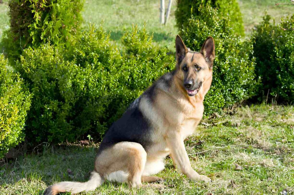 Silver Sable German Shepherd Common Health Issues