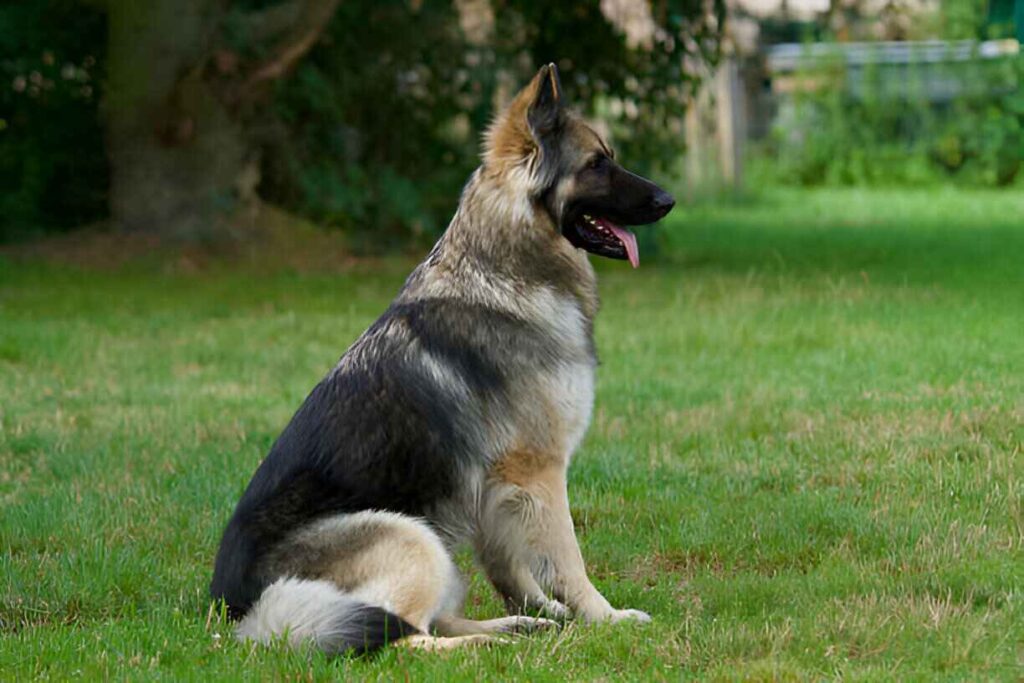 Silver Sable German Shepherd Exercise and Activity