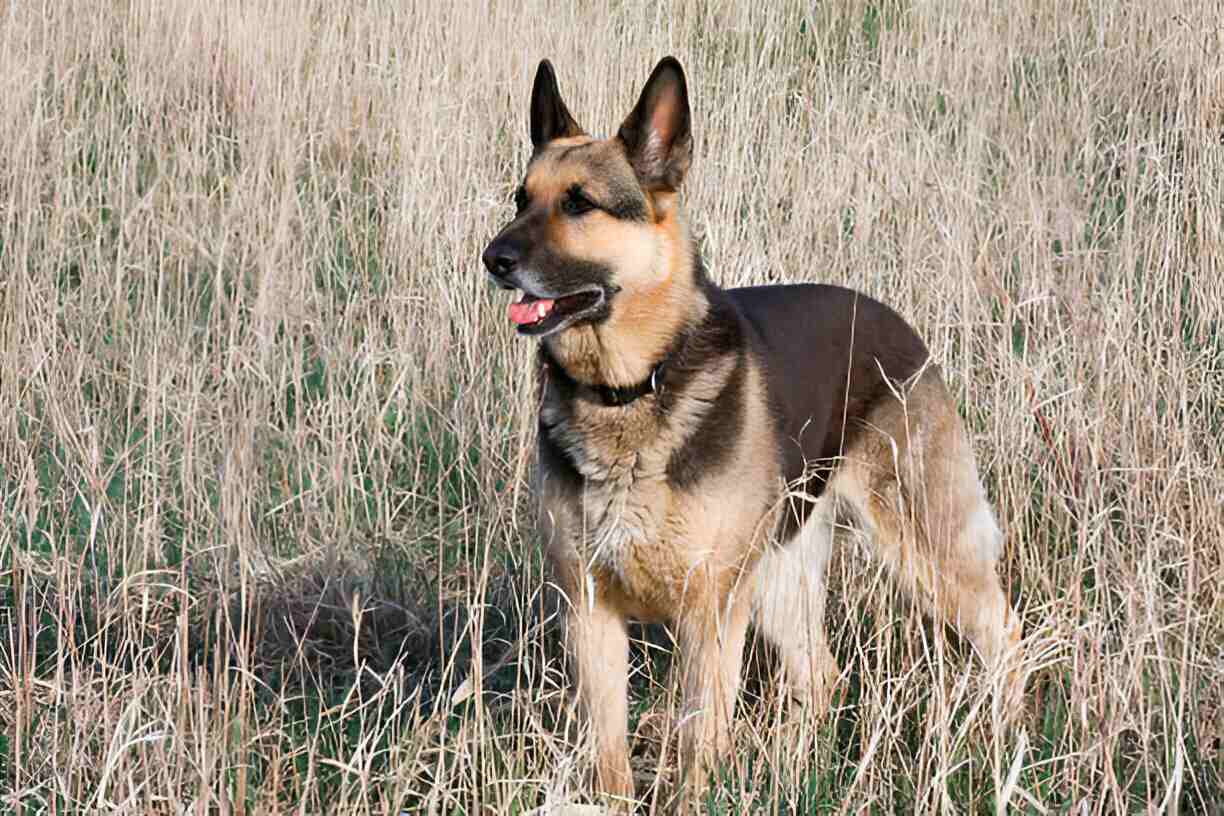 Silver Sable German Shepherd