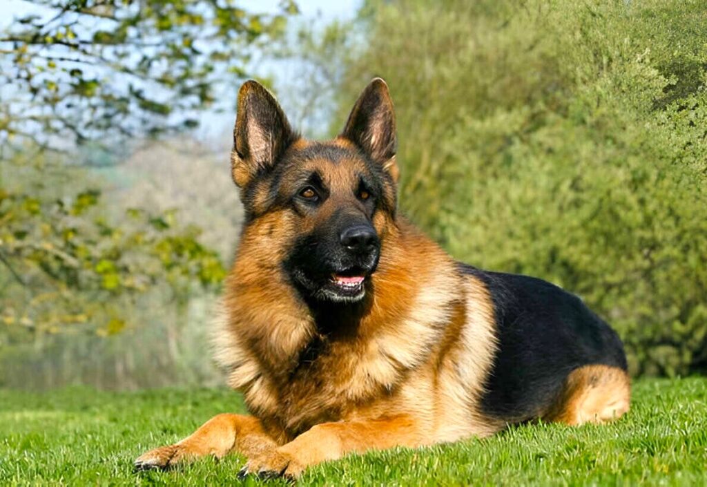 A German Shepherd dog resting on green grass, showcasing its calm demeanor and intelligence in a serene outdoor setting.