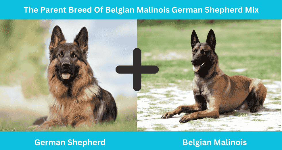 The Parent Breed Of Belgian Malinois German Shepherd Mix Picture