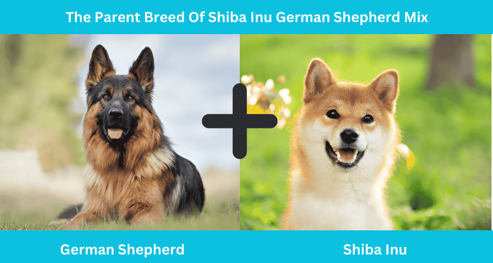 The Parent Breed Of Shiba Inu German Shepherd Mix