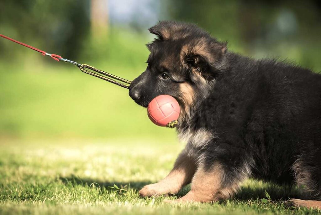 A playful German Shepherd puppy joyfully rolls a ball on the grass, showcasing its energy and eagerness to learn.