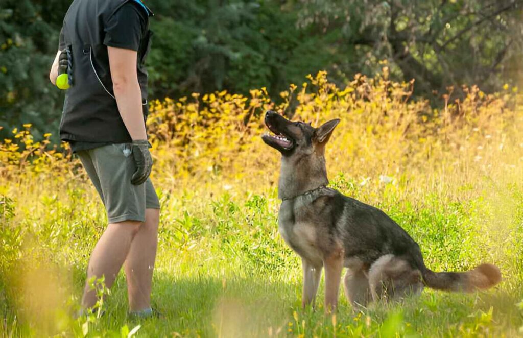 A woman stands in a field with a sable German Shepherd, showcasing the bond between trainer and dog in a natural setting.