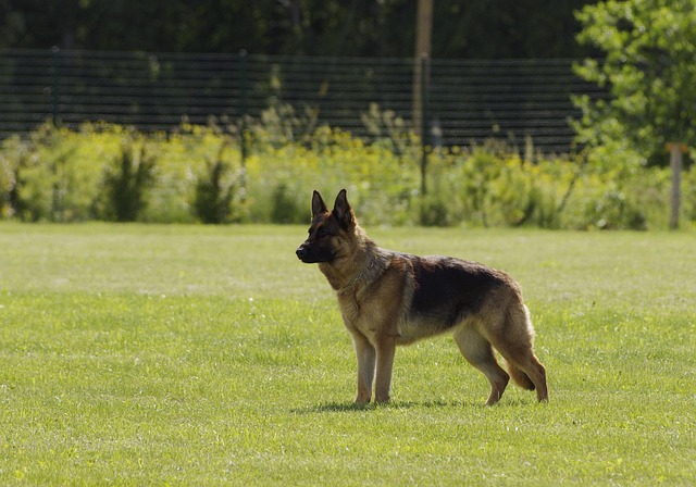 American Show Line German Shepherds