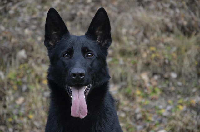 Black German Shepherds