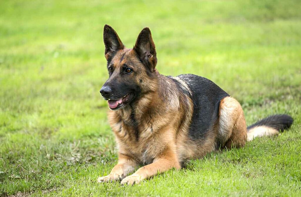 German Shepherd Breed