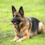 German Shepherd Breed Facts: What Most New Owners Want to Know