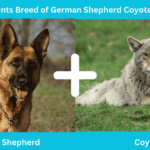 German Shepherd Coyote Mix: Essential Guide Before Getting This Unique Dog