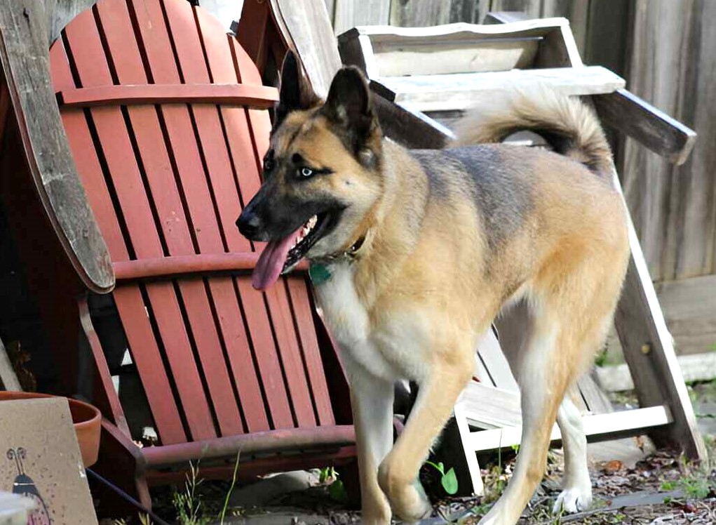 German Shepherd Husky Mix Exercise picture