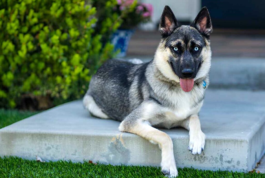 German Shepherd Husky Mix Personality Traits