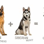 German Shepherd Husky Mix: The Hidden Traits Most Owners Don’t Know