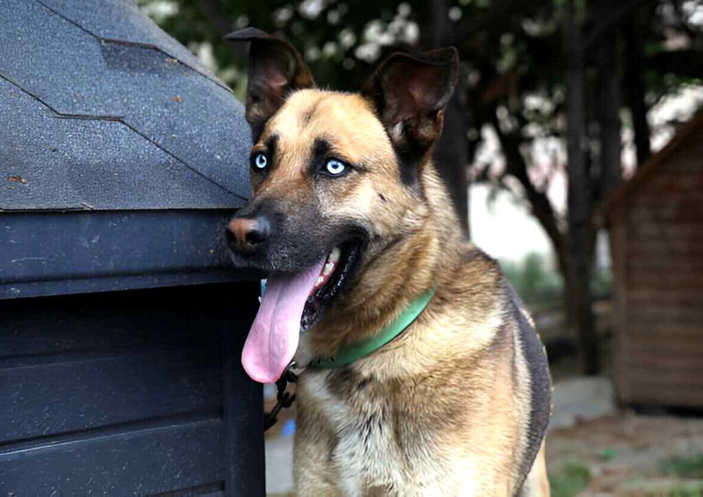 German Shepherd Husky mix cute picture