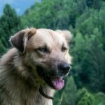 Great Pyrenees German Shepherd Mix: Hidden Facts That Most Owners Don’t Know