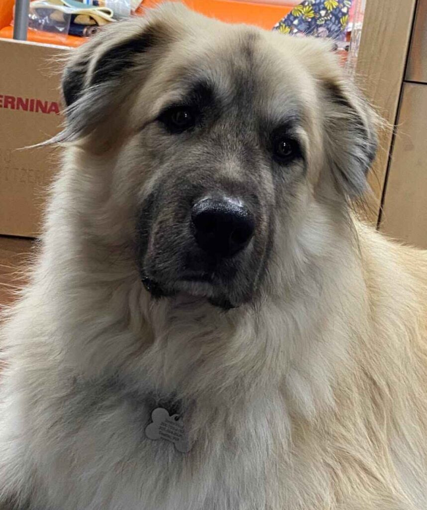 Great Pyrenees German Shepherd mix Nutrition