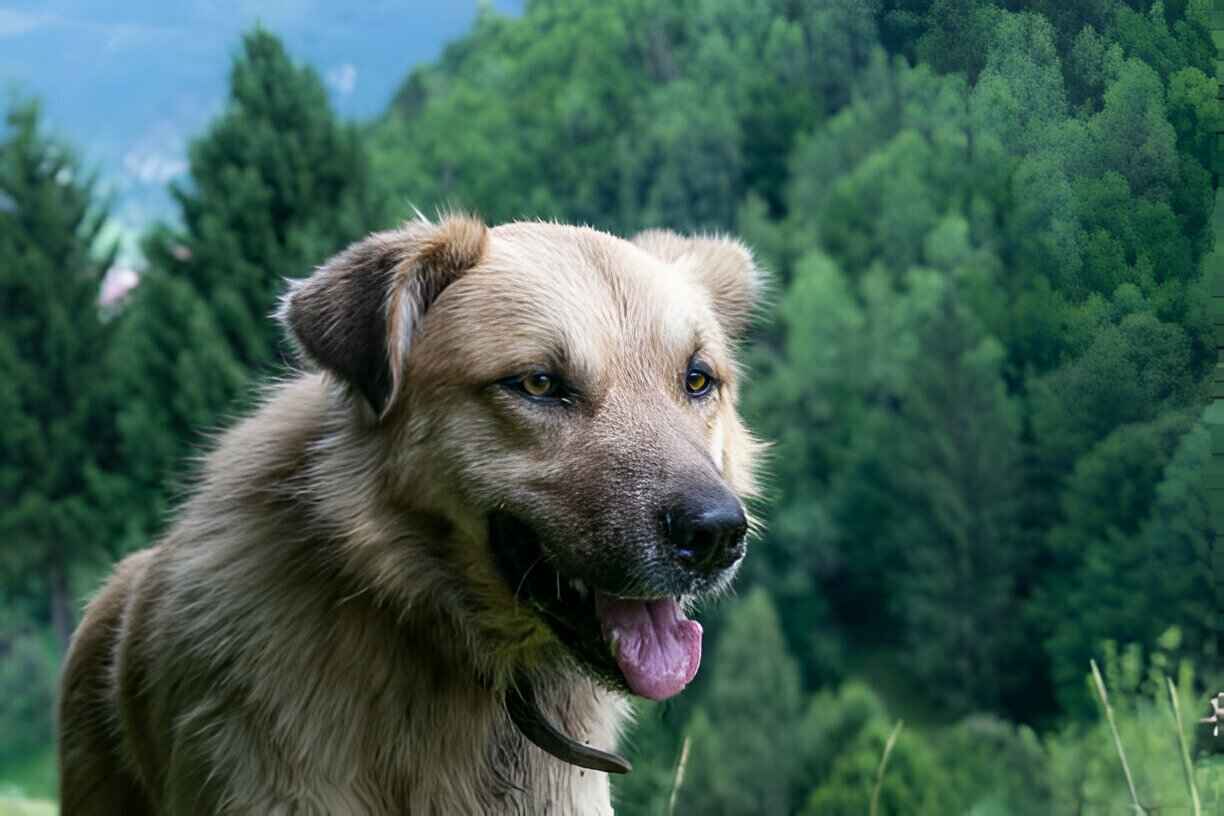 Great Pyrenees German Shepherd mix