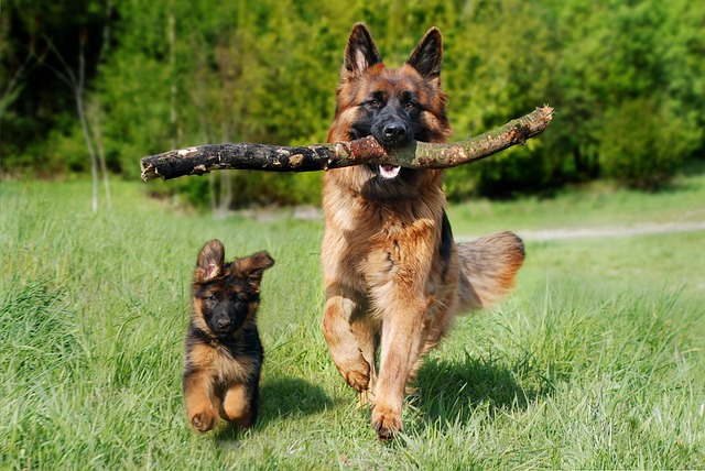 King German Shepherds