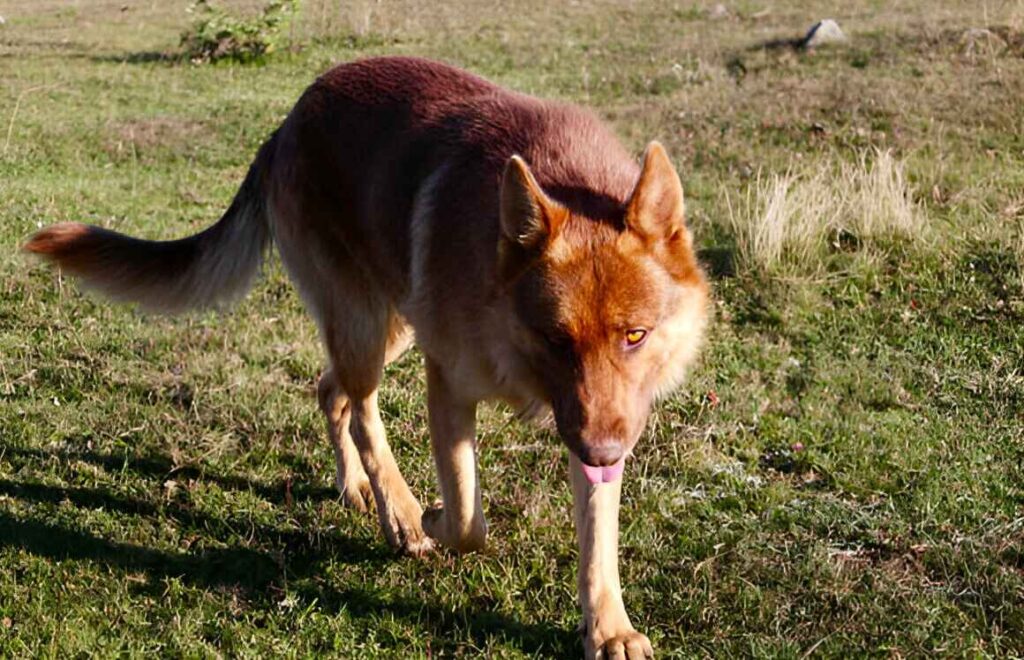 Liver German Shepherds