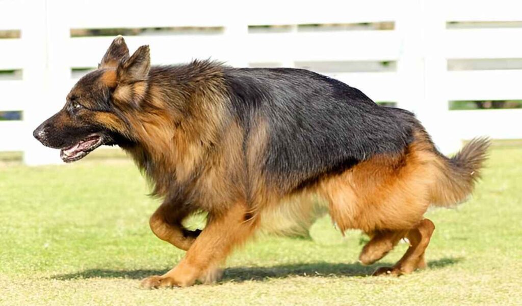 Long Coat German Shepherds