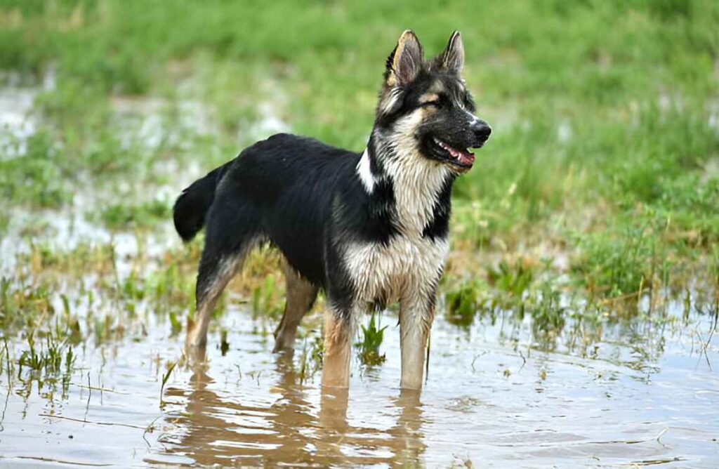 Panda German Shepherds