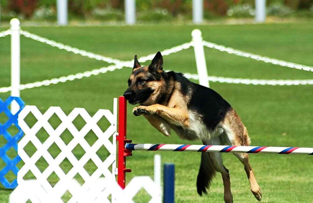 Training Your German Shepherd