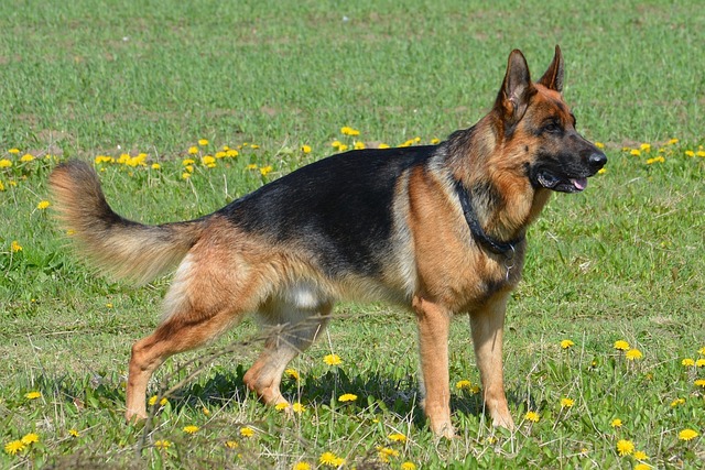 West German Show Line German Shepherds