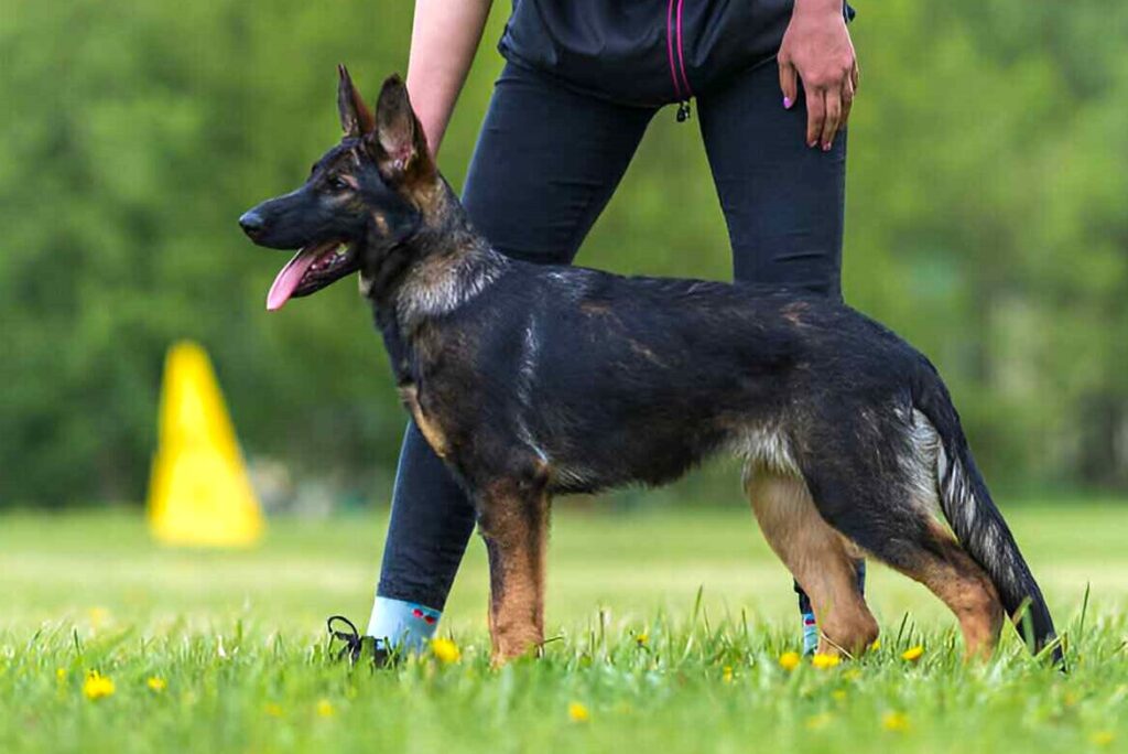 West German Working Line German Shepherds