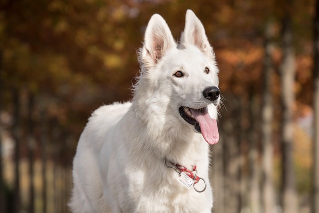 White German Shepherds